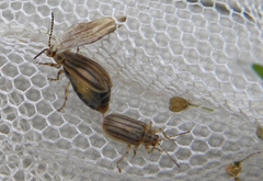 Ophraella conferta
