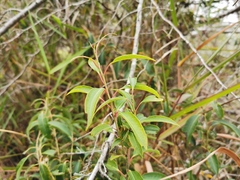 Agarista salicifolia