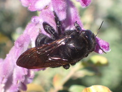 Xylocopa sonorina