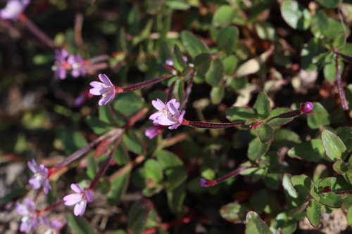 Pimpernel Willowherb (Epilobium anagallidifolium)