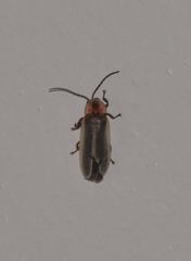 Photinus marginellus