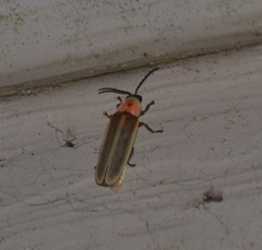Photinus marginellus