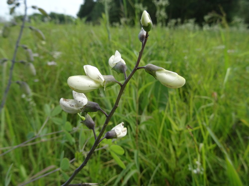 Baptisia blanc 4