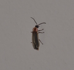 Photinus marginellus