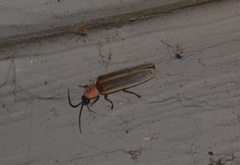 Photinus marginellus