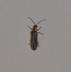 Photinus marginellus