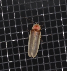 Photinus marginellus