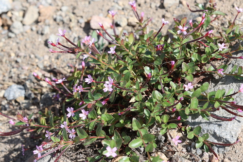 Epilobium anagallidifolium, photograph 6