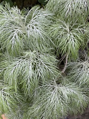 Artemisia mauiensis