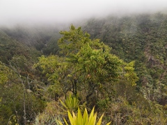 Agarista salicifolia