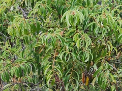 Agarista salicifolia
