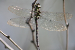 Rhionaeschna psilus