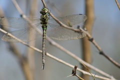 Rhionaeschna psilus
