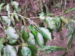 Securinega durissima