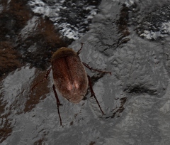 Phyllophaga crenulata