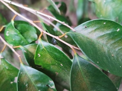 Securinega durissima