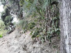 Securinega durissima