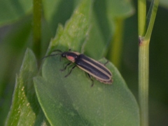 Pyractomena dispersa