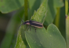 Pyractomena dispersa