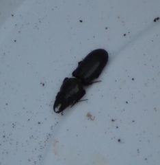 Scarites vicinus