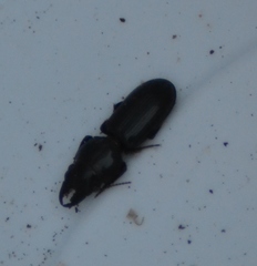 Scarites vicinus