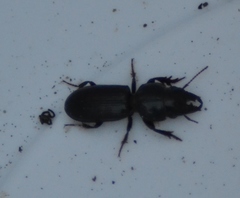 Scarites vicinus