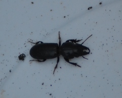 Scarites vicinus