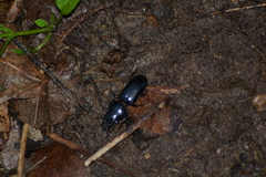 Scarites vicinus