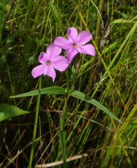 Phlox glaberrima interior