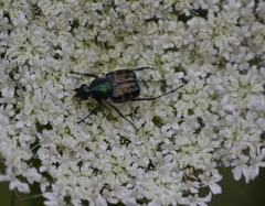 Trichiotinus viridans