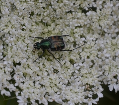 Trichiotinus viridans
