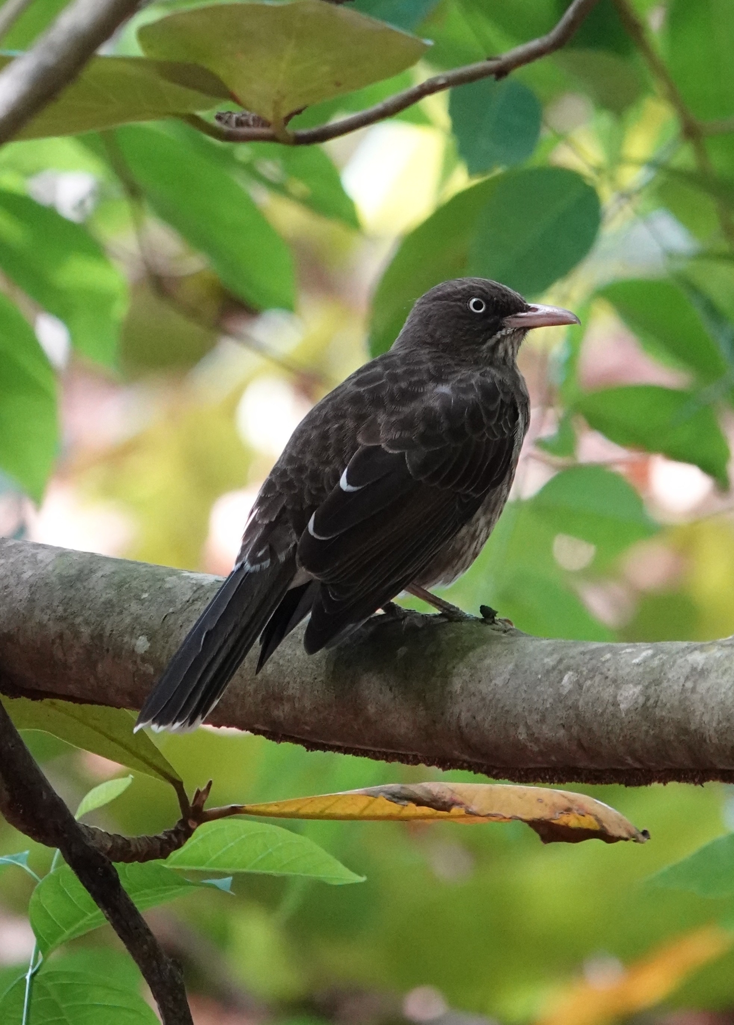 Pearly-eyed Thrasher