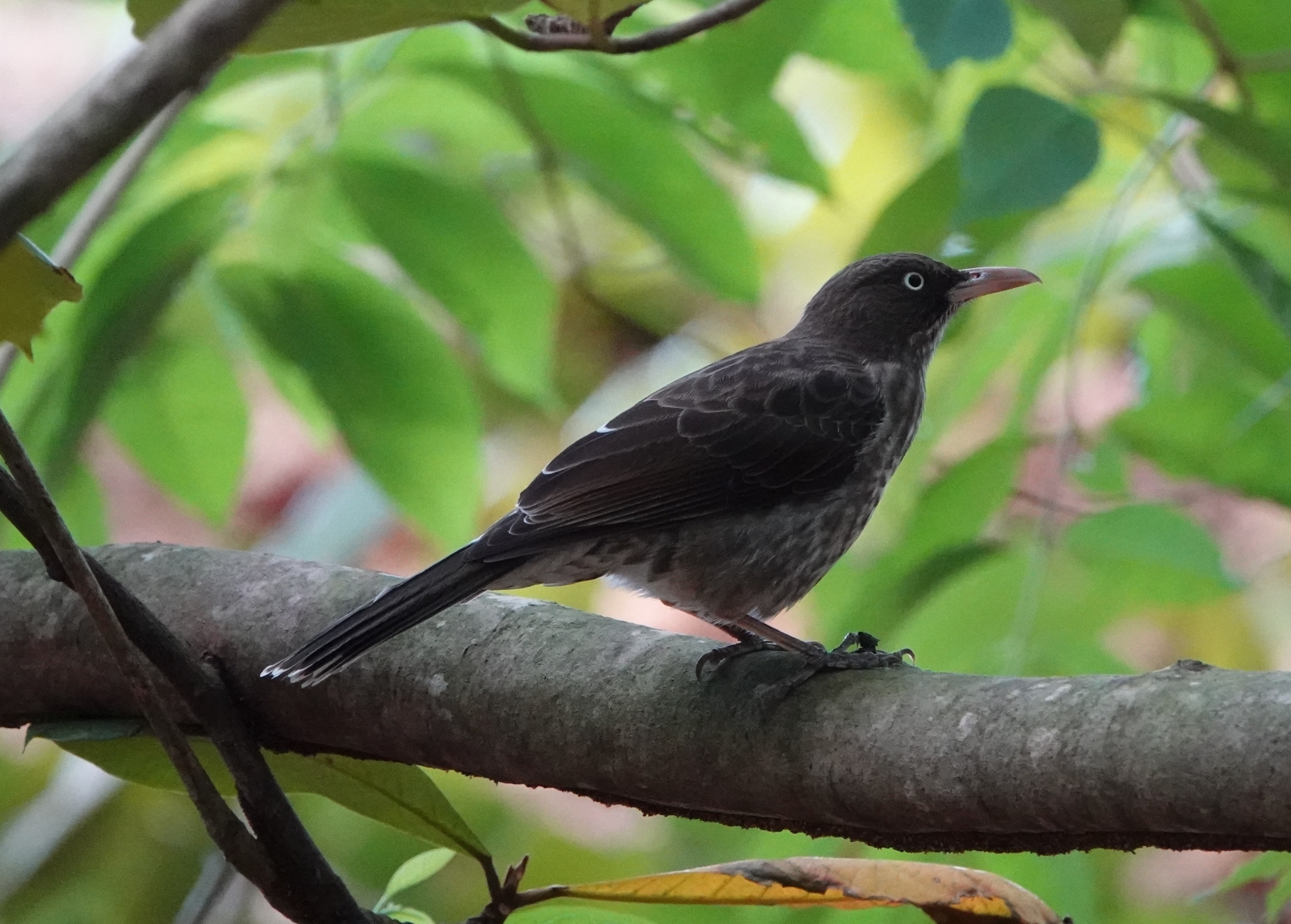 Pearly-eyed Thrasher