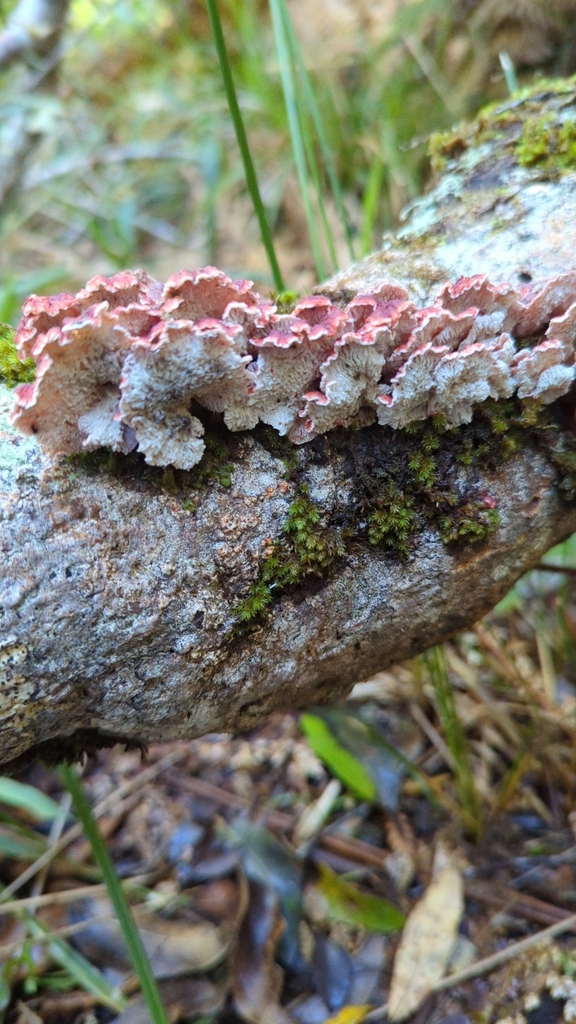 Phlebia scarlatina · September 2025 · photo: © berend (iNaturalist, cc0)