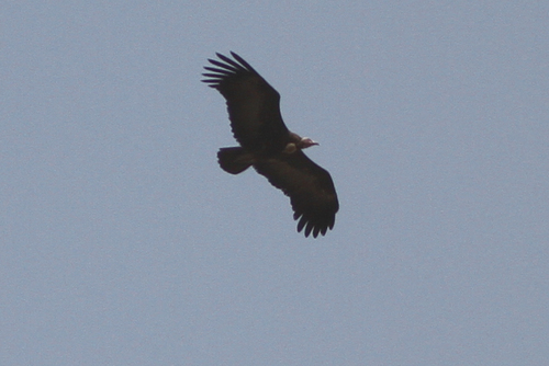 Hooded Vulture