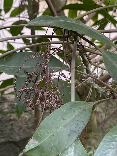 Charpentiera elliptica