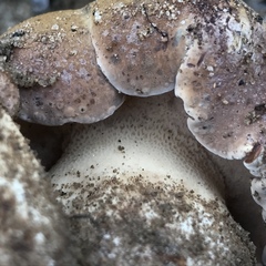 Tylopilus humilis
