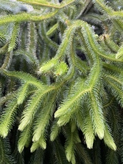 Phlegmariurus squarrosus