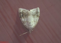 Nola cilicoides