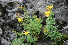 Hypericum nummularioides