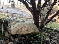 Butyriboletus persolidus