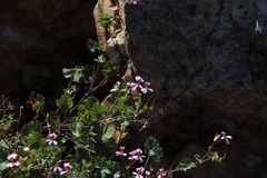Pelargonium patulum