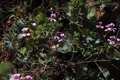 Pelargonium patulum