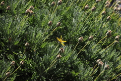 Euryops pectinatus pectinatus