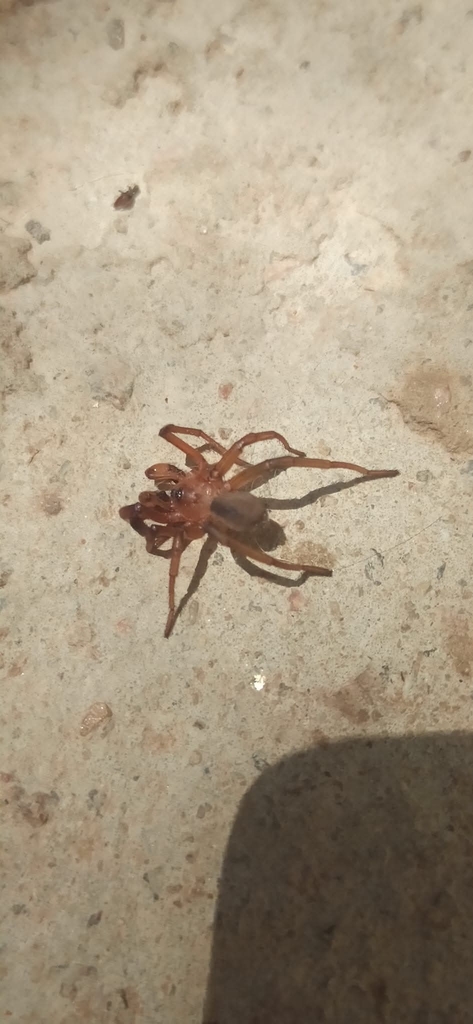 Idiops clarus