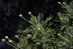 Euryops pectinatus pectinatus