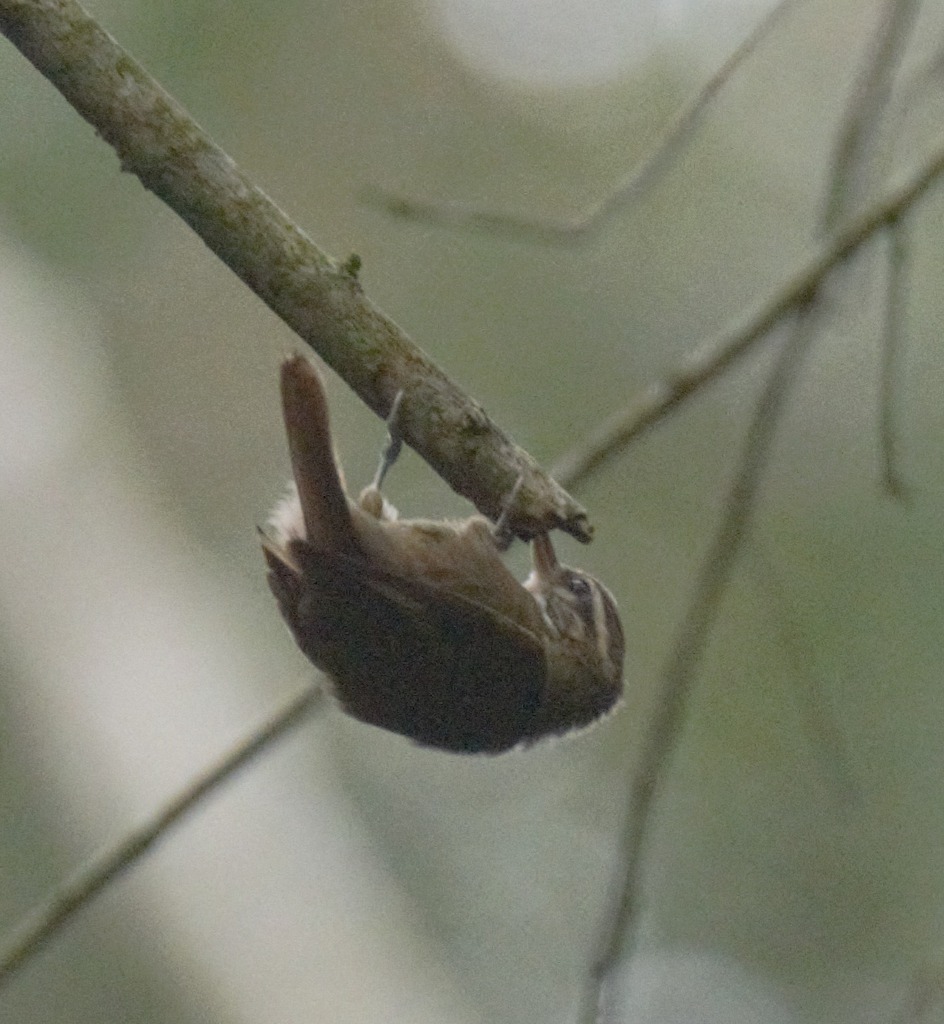 White-throated Xenops