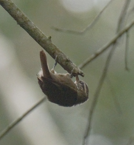 White-throated Xenops