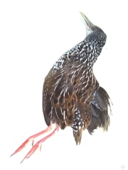 Pardirallus maculatus