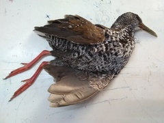 Pardirallus maculatus